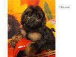 Cavapoo Puppy for sale in Oklahoma City, OK, USA