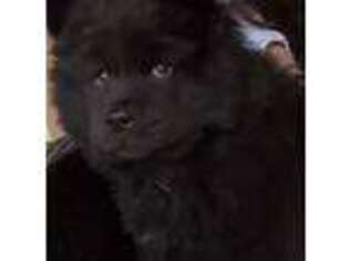 Chow Chow Puppy for sale in Las Vegas, NV, USA