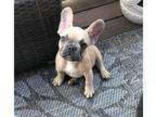 French Bulldog Puppy for sale in Odenton, MD, USA