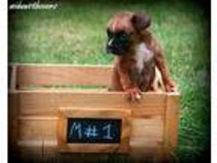 Boxer Puppy for sale in Omaha, NE, USA