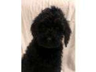 Labradoodle Puppy for sale in Drakesboro, KY, USA