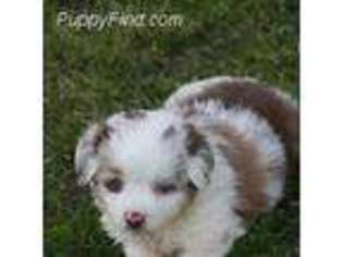 Miniature Australian Shepherd Puppy for sale in Nashville, AR, USA