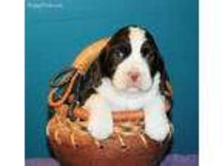 English Springer Spaniel Puppy for sale in Lewisburg, WV, USA