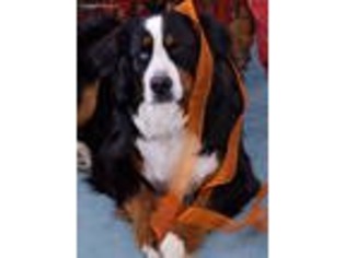 Bernese Mountain Dog Puppy for sale in Boulder, CO, USA