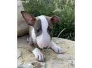 Bull Terrier Puppy for sale in Chapman, KS, USA