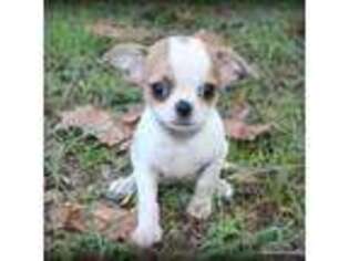 Chihuahua Puppy for sale in Wister, OK, USA