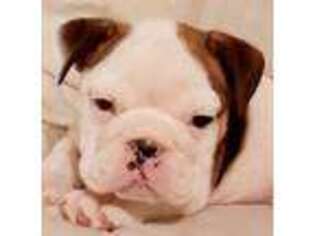 Bulldog Puppy for sale in Science Hill, KY, USA