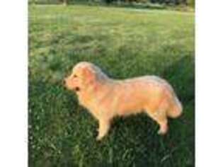 Golden Retriever Puppy for sale in Marksville, LA, USA