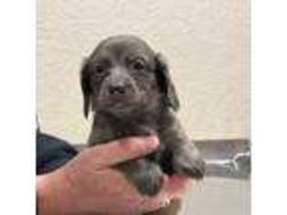 Dachshund Puppy for sale in Pilot Rock, OR, USA