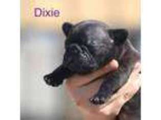 French Bulldog Puppy for sale in Kyle, TX, USA