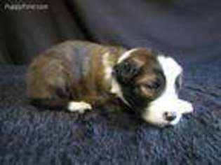 Border Collie Puppy for sale in Granite Falls, WA, USA