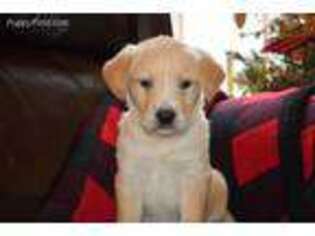 Labrador Retriever Puppy for sale in Brushton, NY, USA
