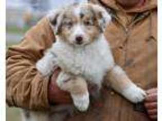 Australian Shepherd Puppy for sale in Arma, KS, USA
