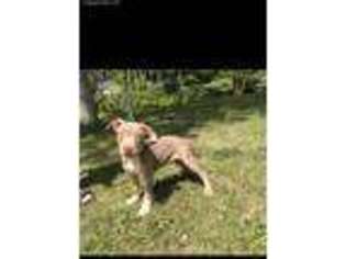 Mutt Puppy for sale in East Aurora, NY, USA