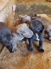 Cane Corso Puppy for sale in Tucson, AZ, USA