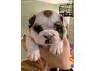 Bulldog Puppy for sale in Bethel Park, PA, USA
