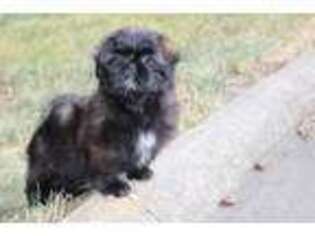 Mutt Puppy for sale in Hudson, OH, USA