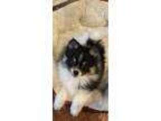 Pomeranian Puppy for sale in Piedmont, SC, USA