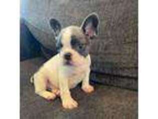 French Bulldog Puppy for sale in Manti, UT, USA
