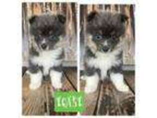 Mutt Puppy for sale in Wilmington, OH, USA