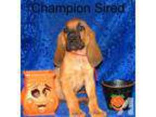 Mutt Puppy for sale in WALDRON, AR, USA