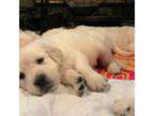 Golden Retriever Puppy for sale in Lawrenceville, GA, USA