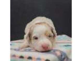 Australian Shepherd Puppy for sale in Davenport, WA, USA