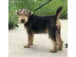 Welsh Terrier Puppy for sale in Moyie Springs, ID, USA