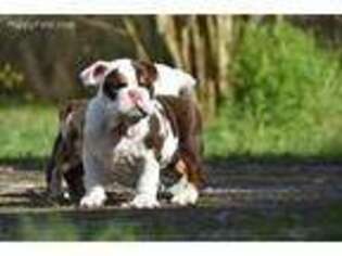 Bulldog Puppy for sale in Pearland, TX, USA
