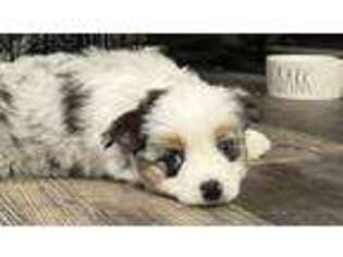 Miniature Australian Shepherd Puppy for sale in Rockingham, NC, USA