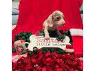 Dachshund Puppy for sale in Deland, FL, USA