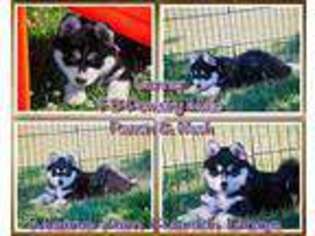 Mutt Puppy for sale in Allerton, IA, USA