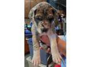 Mutt Puppy for sale in Waupun, WI, USA
