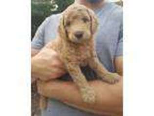 Goldendoodle Puppy for sale in Tucker, GA, USA