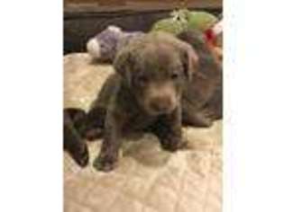 Labrador Retriever Puppy for sale in Oneida, WI, USA