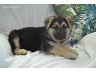 German Shepherd Dog Puppy for sale in Myakka City, FL, USA