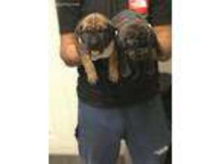 Cane Corso Puppy for sale in Valdosta, GA, USA