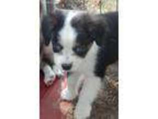 Miniature Australian Shepherd Puppy for sale in Canton, TX, USA