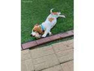 Basset Hound Puppy for sale in Whitehall, MI, USA