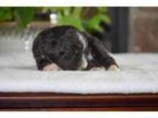 Mutt Puppy for sale in Flora, IL, USA