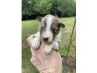 Shetland Sheepdog Puppy for sale in Richmond, VA, USA