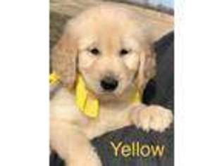 Golden Retriever Puppy for sale in Fenwick, MI, USA
