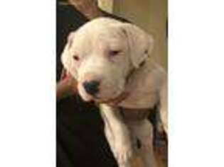 Dogo Argentino Puppy for sale in Paducah, KY, USA