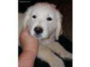 Golden Retriever Puppy for sale in Lugoff, SC, USA