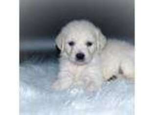 Mutt Puppy for sale in Nunn, CO, USA