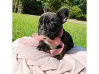 French Bulldog Puppy for sale in Ringgold, GA, USA