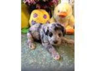Schnoodle (Standard) Puppy for sale in Damascus, AR, USA