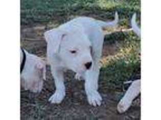 Dogo Argentino Puppy for sale in Blythe, CA, USA