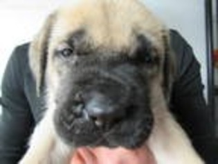 Mastiff Puppy for sale in Francesville, IN, USA