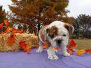 Bulldog Puppy for sale in Neelyville, MO, USA